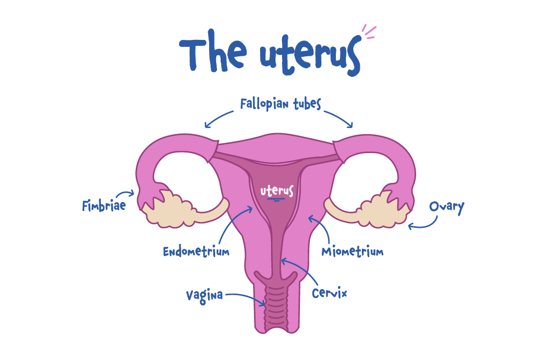 How To Use Tampons Diagram 3333